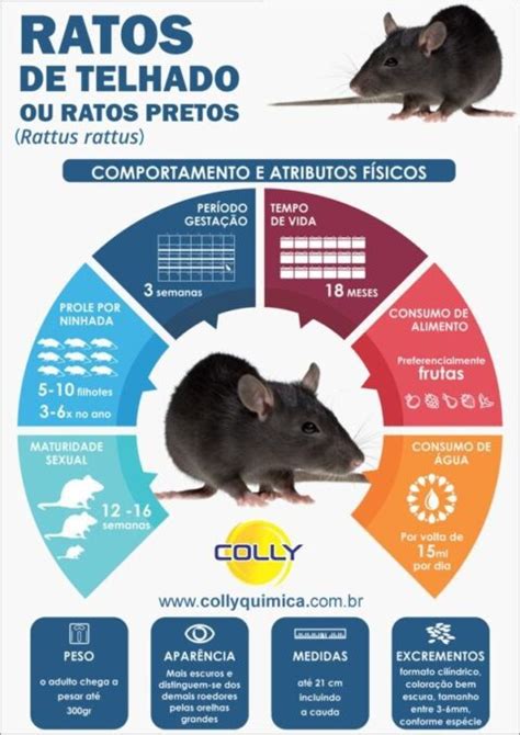 Como Identificar Infesta O De Ratos Colly