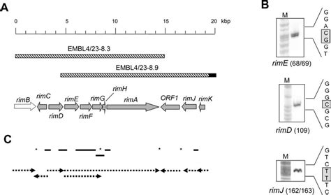 Organization Of A Genomic Region Involved In Several Steps Of Rimocidin Download Scientific