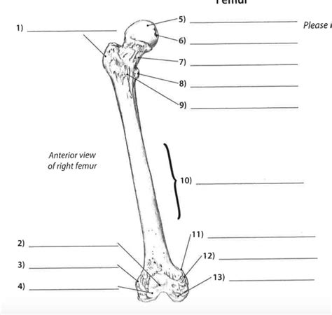 Anterior Femur Diagram Quizlet