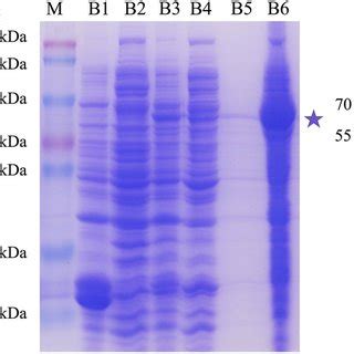 Purification And Western Blot Analysis Of The Recombinant Protein