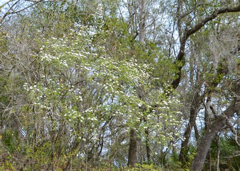 Walters Viburnum Viburnum Obovatum Florida Paddle Notes