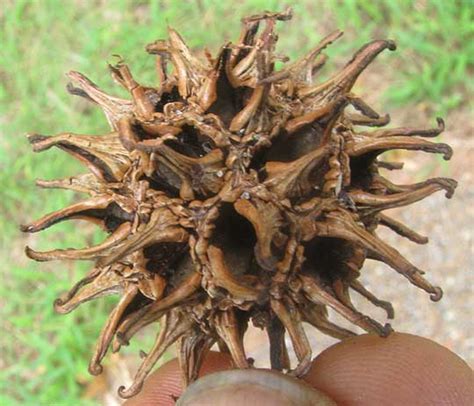 Oak Tree With Spiky Balls Carley Talley