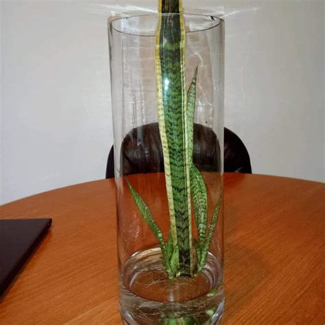 How To Grow Snake Plants In Water Easy Steps And Aftercare Tips