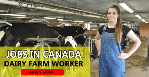 Urgent Dairy Farm Jobs In Canada