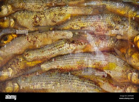 Fermented Fish At Aswan Market Egypt Stock Photo Alamy
