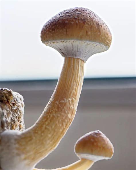 How To Harvest Mushrooms A Guide Doubleblind Mag