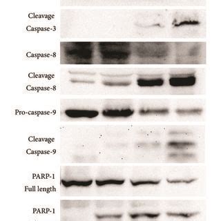 Curcumin Treatments Induce Akt Pathway In Hep B Cells A Western Blot