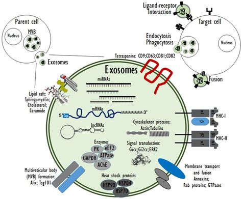 The Potential Theragnostic Application Of Exosomes In Diverse