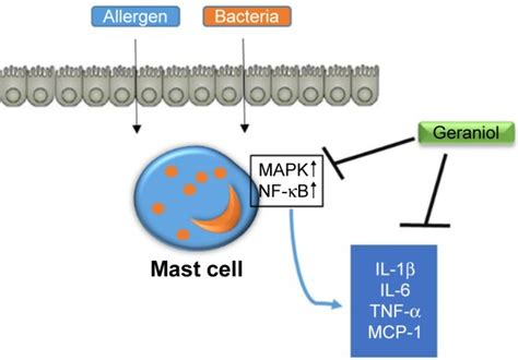 Human Mast Cell Line Hmc Atcc Bioz