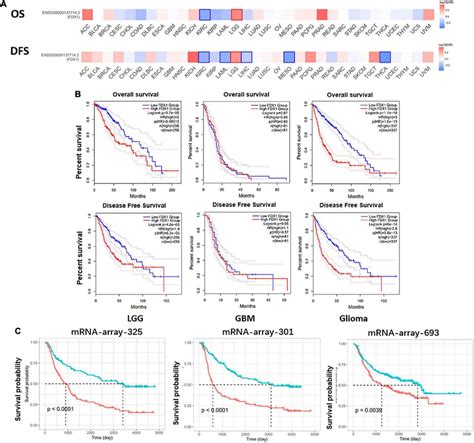 Potential Prognostic Value Of Fdx In Glioma A The Overall Survival