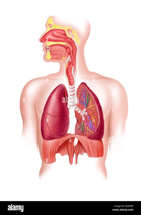 Aparato Respiratorio Fotograf As E Im Genes De Alta Resoluci N Alamy