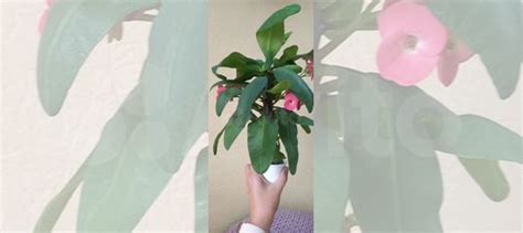 Молочай миля крупноцветковый купить в Екатеринбурге | Товары для дома и ...