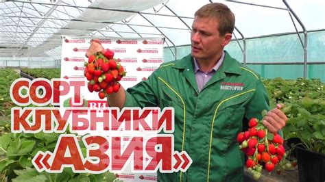 Земляника Азия - YouTube