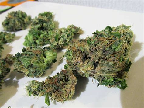 How To Identify And Get Rid Of Cannabis Bud Rot Or Mold