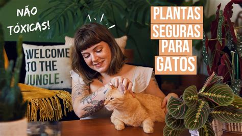 Plantas Seguras Para Gatos E Cachorros Youtube