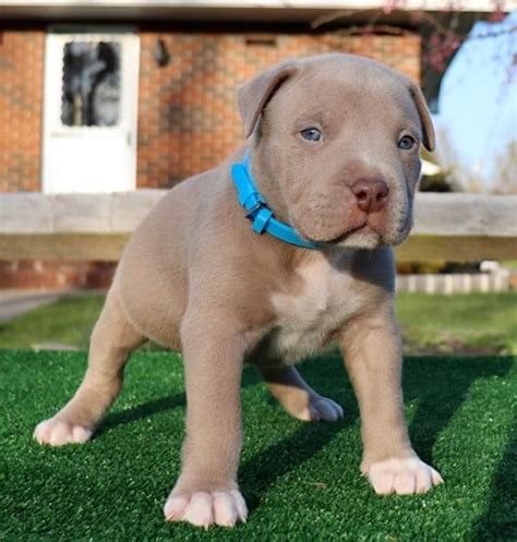 Xl Pitbull Puppies For Sale Pit Bull Puppies Available Now