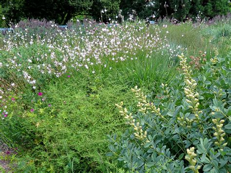 Baptisia Prachtkerze Gaura Lindheimeri Whirling Butterfl Flickr