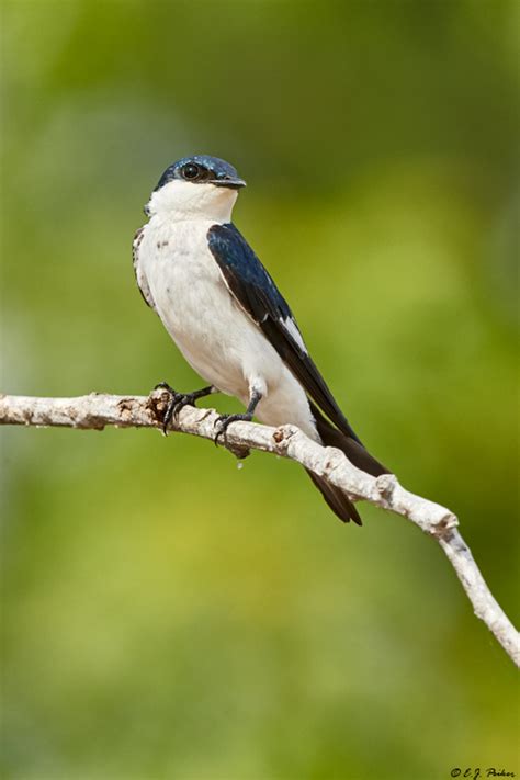 Blue And White Swallow Page