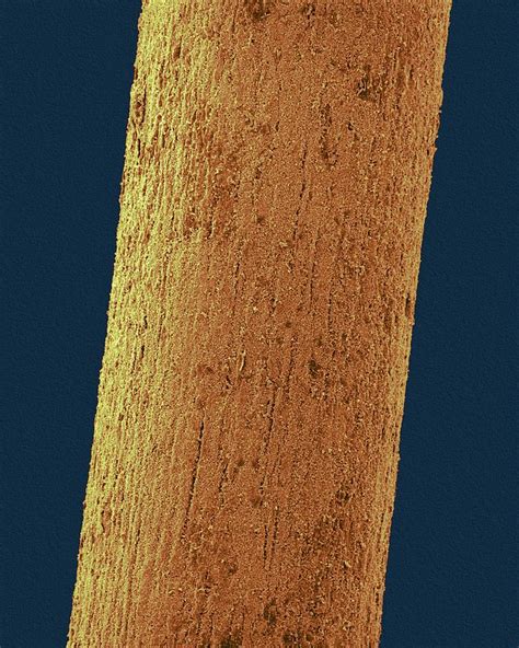 Fossilized Woolly Mammoth Hair Photograph by Dennis Kunkel Microscopy ...