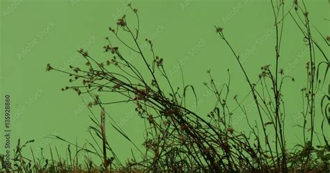 Tuffets Of Field Grass In Chromakey Green Screen Swaying Under The