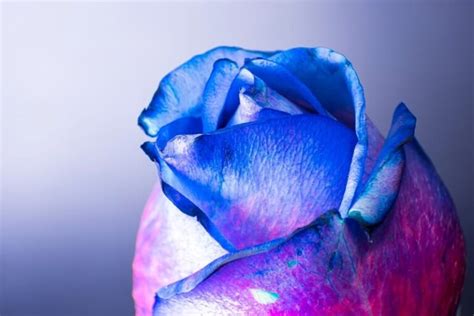 Blue Rose Spiritual Meanings What Does A Blue Rose Mean