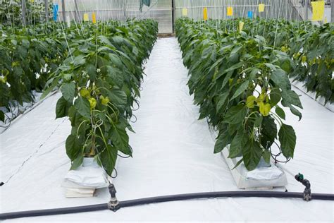 How to Grow Hydroponic Peppers – 蜜桃传媒 Secret Supplies
