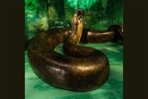 Titanoboa Tudo O Que Voc Precisa Saber Sobre A Maior Cobra Que J