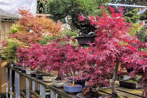 Acer Palmatum Deshojo Blog Bonsai Colmenar