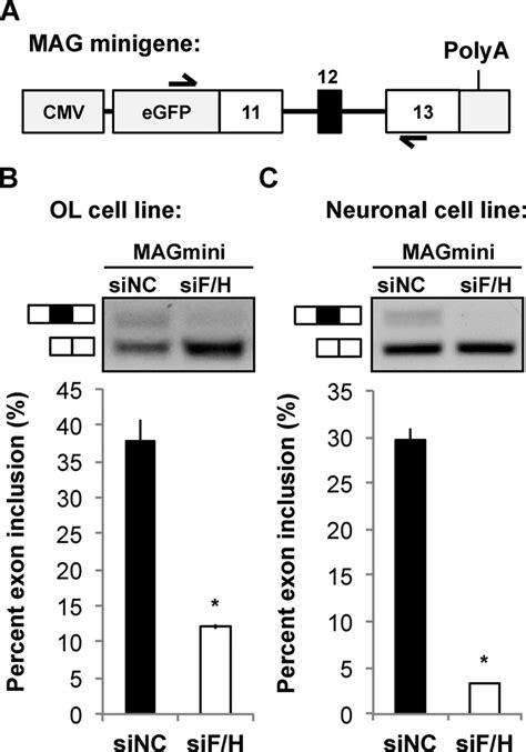 Hnrnp F H Regulates As Of A Mag Minigene In Ol And Neuronal Cell Lines