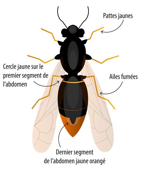 Comment Reconnaitre Le Frelon Asiatique Ville D Hazebrouck