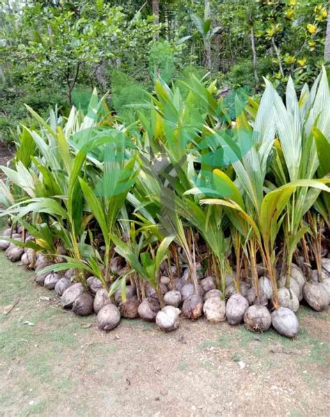 Jual Bibit Tanaman Buah Kelapa Hijau Hibrida Bibit Pohon Kelapa Hybrida