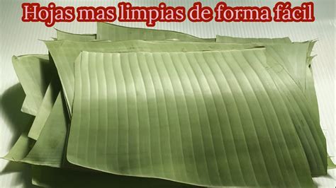 Hojas De Platano Para Hojas De Platano Para Tamal 60 OFF