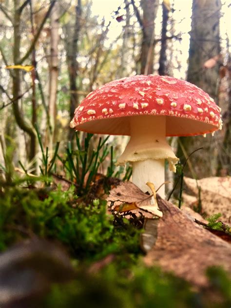 Free Images Tree Nature Leaf Flower Autumn Botany Flora Season Fungus Fly Agaric