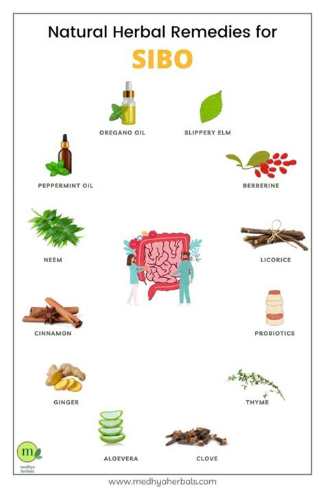 12 Best Herbal Remedies For Natural Sibo Treatment