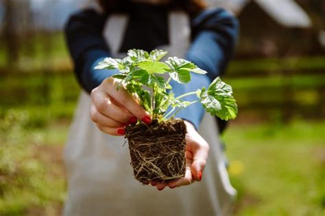 How To Grow A Bumper Crop Of Strawberries In A Small Space Strawberry