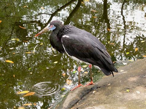 The Online Zoo - Abdim's Stork