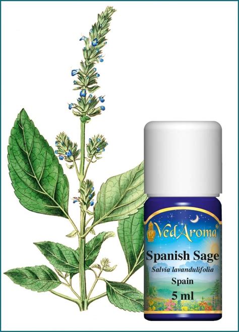 Spanish Sage Essential Oil5 Ml Vedaroma Eu