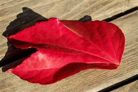 Tombe Feuille D Automne Feuilles Photo Gratuite Sur Pixabay Pixabay