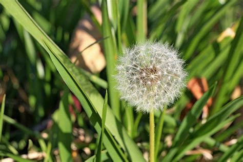 Dandelion Flower Plant Red Seeded Free Photo On Pixabay Pixabay