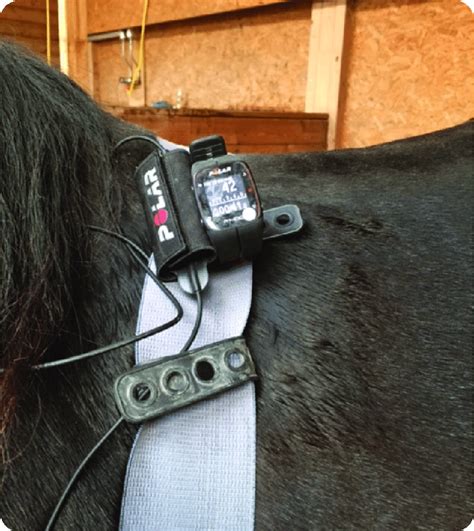 Polar Equine M400 Heart Rate Recording System Fixed To A Horse Polar