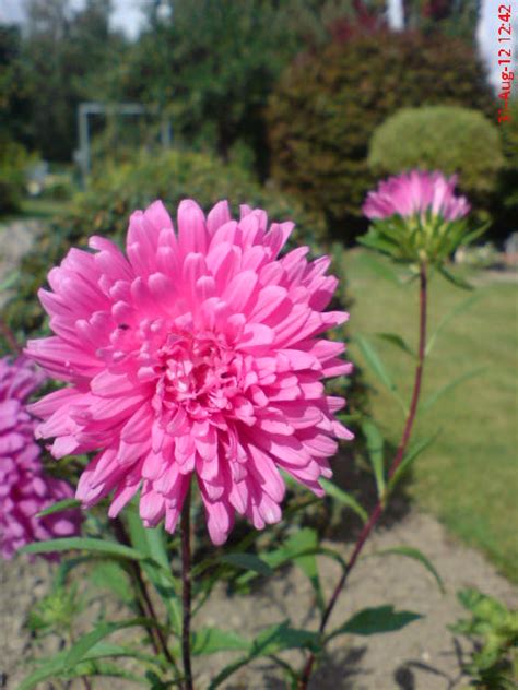Wer Kennt Diese Schöne Blume