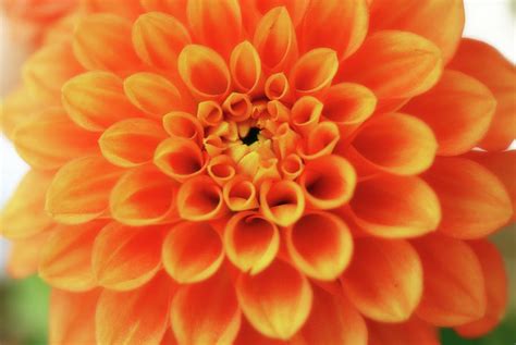 A Beautiful Orange Dahlia Photograph By Johanna Hurmerinta Pixels