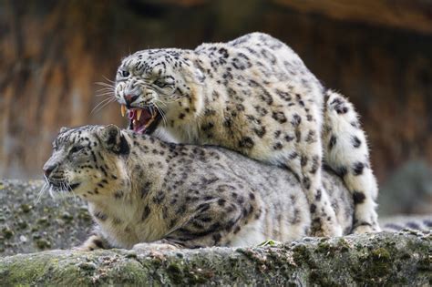 Mating Snow Leopards Yes They Really Love Each Other I C Flickr