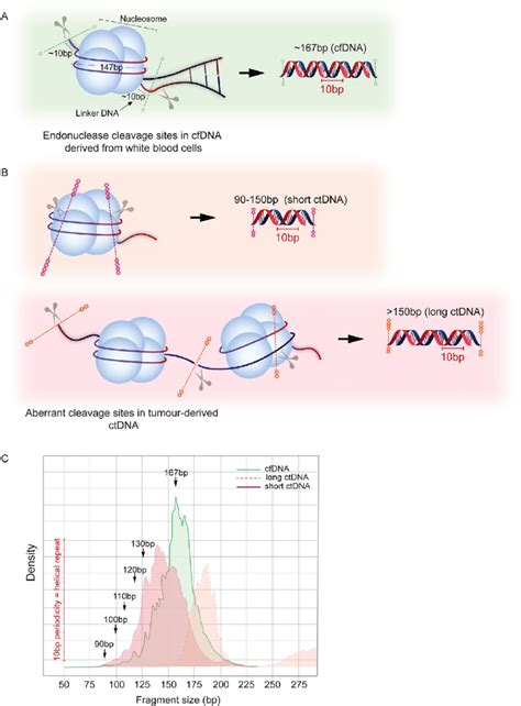 Cell Free Dna Fragmentation Patterns In Pdac A Cell Free Dna