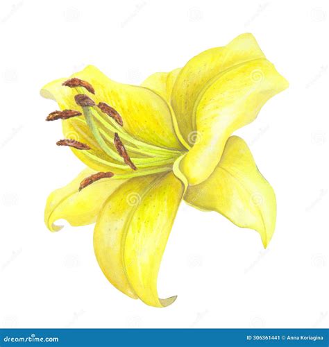 Lilies Yellow Flowers Isolated On White Background Watercolor Hand