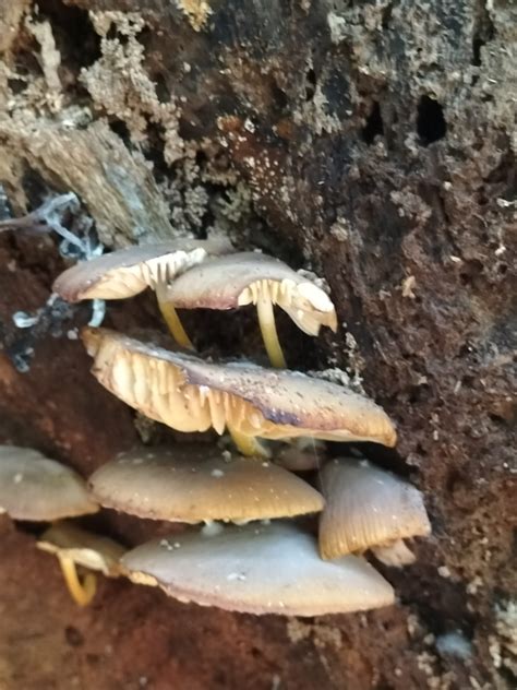 Common Gilled Mushrooms And Allies From Mount Glorious Qld