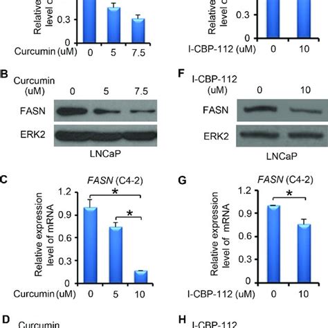 P300 Regulates The Expression Of FASN MRNA And Protein DU145 A C