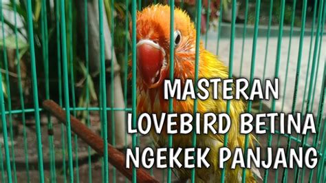 Masteran Lovebird Ngekek Panjang Lovebird Lovebirdngekek Yankicau