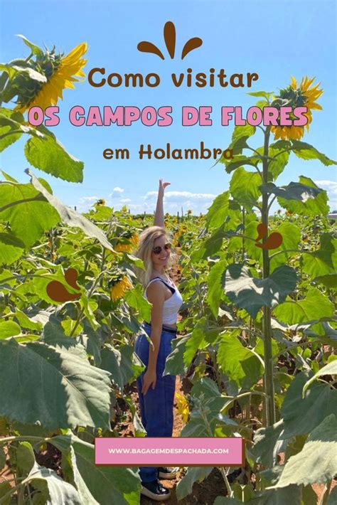 Passeio Pelos Campos De Flores Em Holambra Saiba Como Funciona Campo