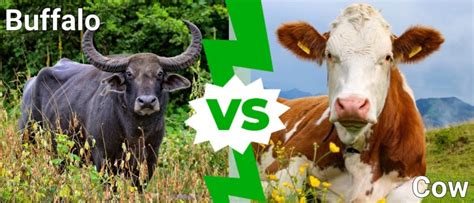 Buffalo Vs Cow What Are The Main Differences Imp World